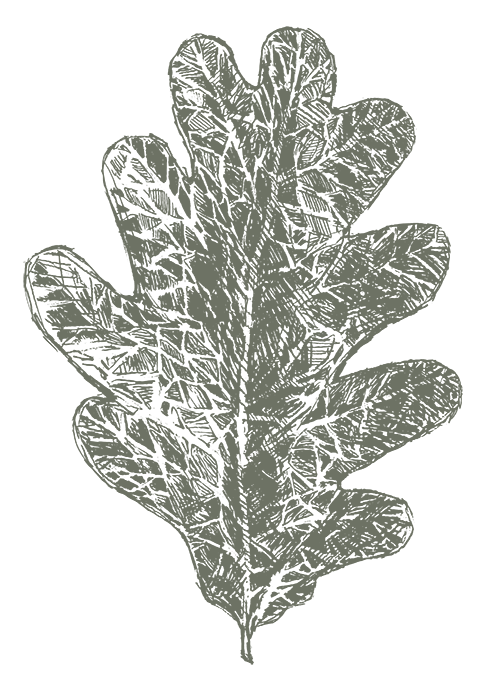 leaf - leaf graphic